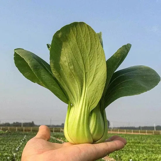 Sweet And Crisp Taste Pak Choi heirloom non-gmo organic garden seeds