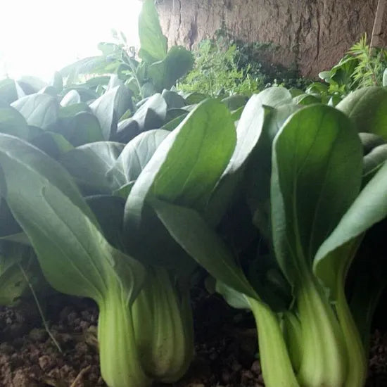 Sweet And Crisp Taste Pak Choi – Heirloom, Non-GMO, High Germination Organic Garden Seeds