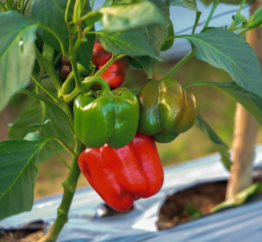 Karma Hybrid Pepper Seeds | Productive Sweet Italian Frying Peppers – Heirloom, Non-GMO, High Germination Organic Garden Seeds