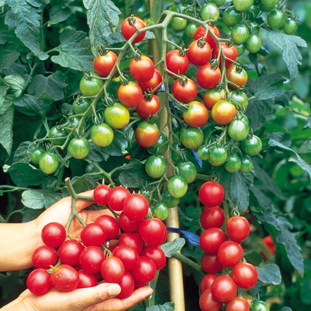 Sweet Million Cherry Tomato Seeds Heirloom Non-GMO High Germination Organic Garden Seeds