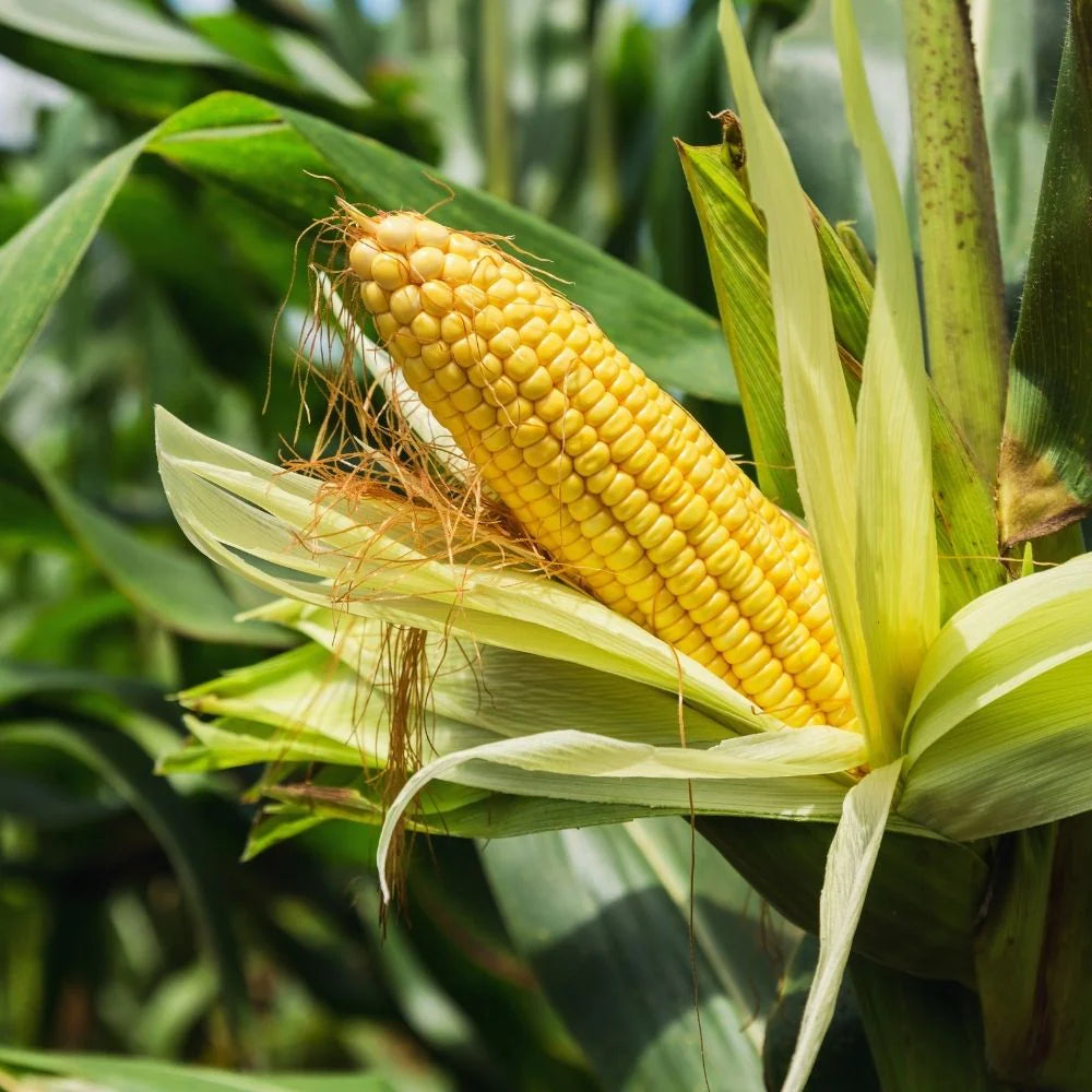 Mid Early Maturity Hybrid Sweet Corn For Sale – Heirloom, Non-GMO, High Germination Organic Garden Seeds