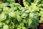 Sweet Genovese Basil_plant_high-yielding_home garden