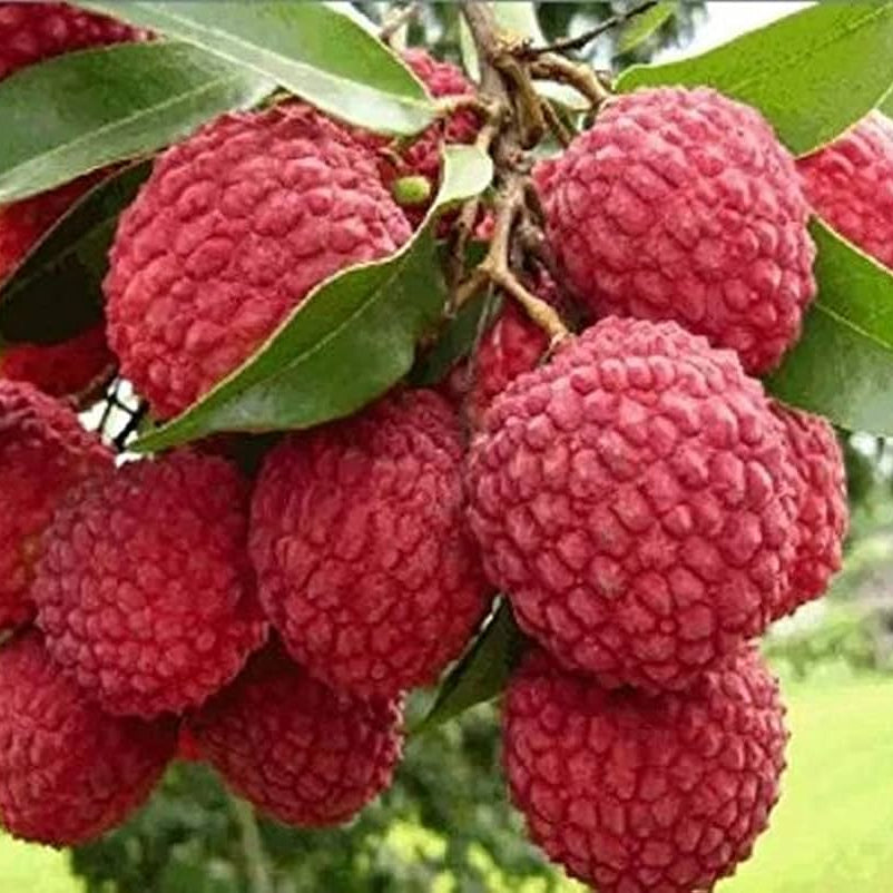 A sliced Lychee fruit showing the translucent, juicy white flesh surrounding the seed