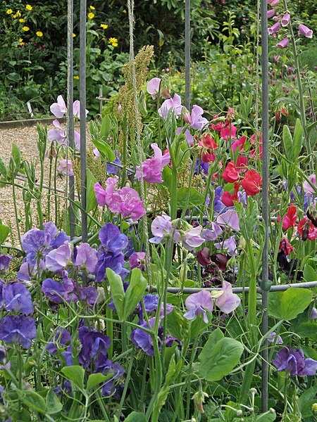 Sweet Pea Seeds (Dwarf) - Bijou Mix