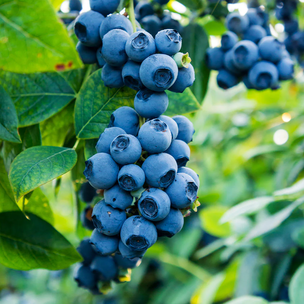 Black Goji Berry Fruit Seeds for Planting - Grow Superfood Berries in Your Own Yard, Heirloom Seeds