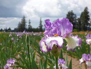 Swept Off My Feet Tall Bearded Iris