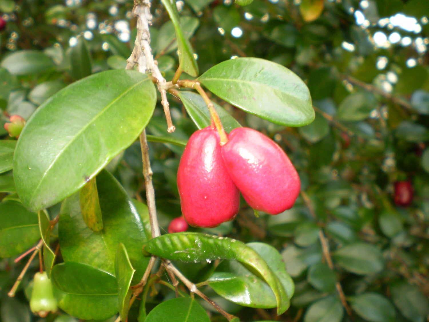 Brush Cherry Seeds (Syzygium australe)