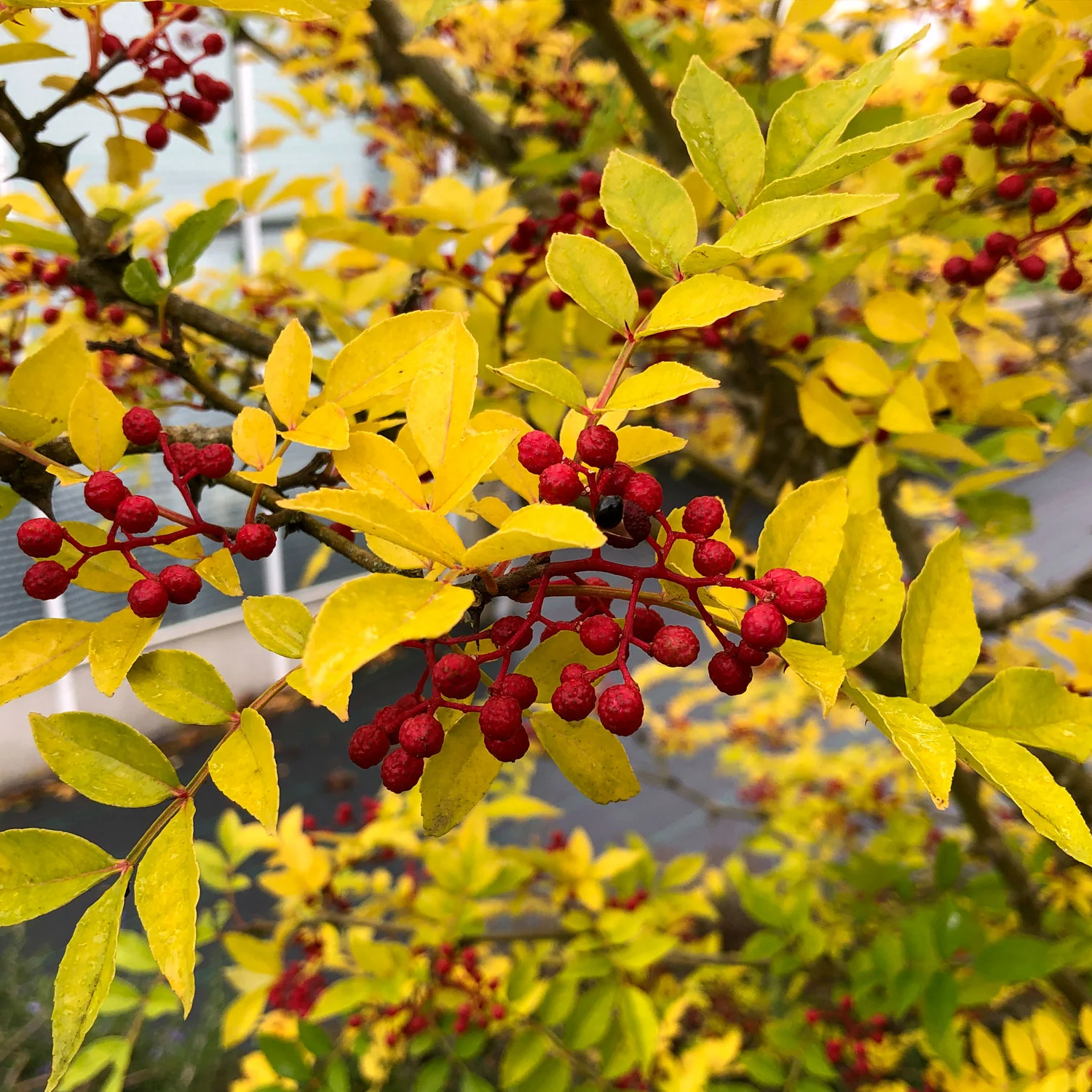 Szechuan Pepper Zanthoxylum simulans spice plant seeds for edible garden and culinary planting