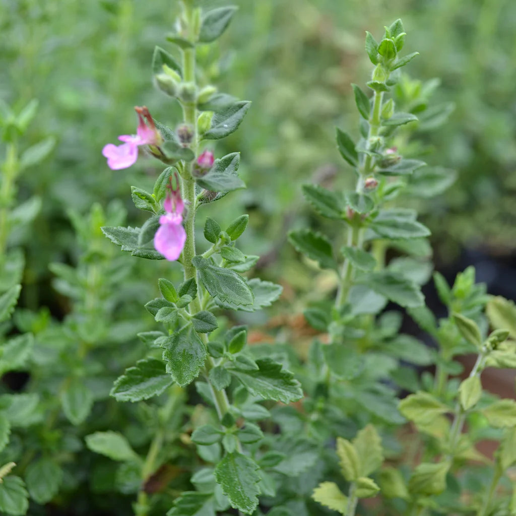 Germander Wall (Teucrium Chamaedris)