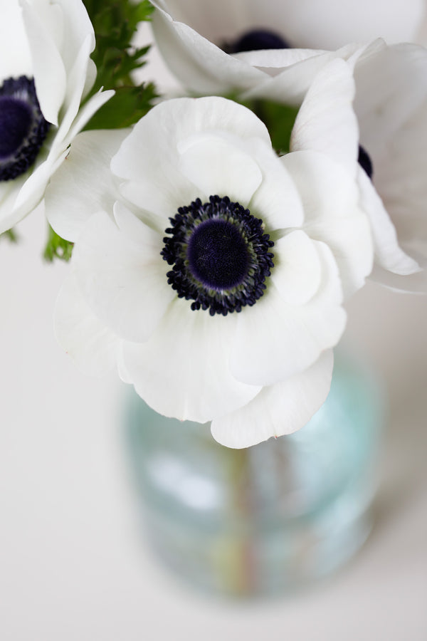 Anemone Flower Seeds for Planting, Heirloom, Non-GMO, 100