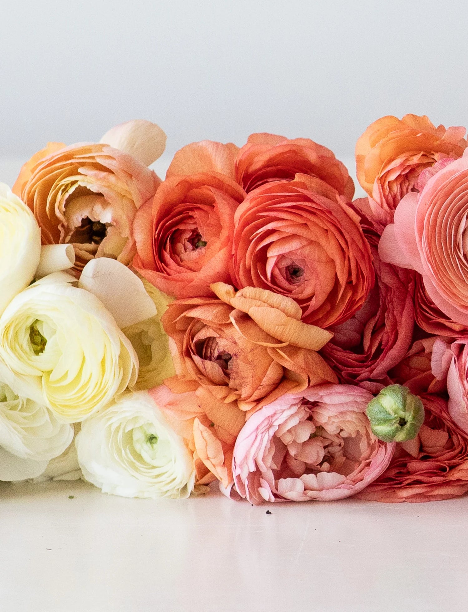 Ranunculus Seeds - Amandine Salmon