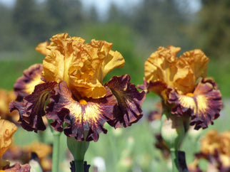 Tamale Time Tall Bearded Iris