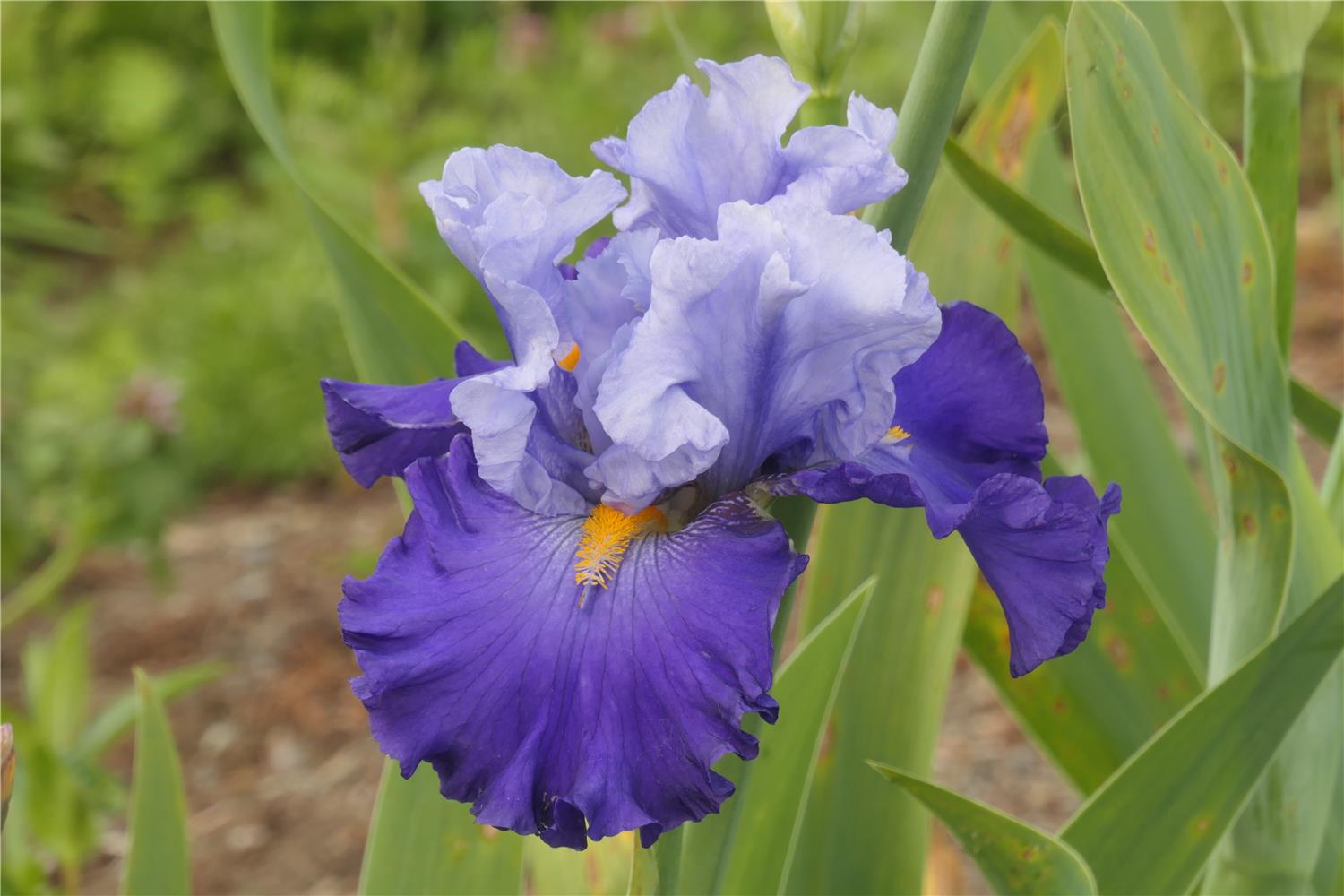 Bearded Iris - Cubs Win It