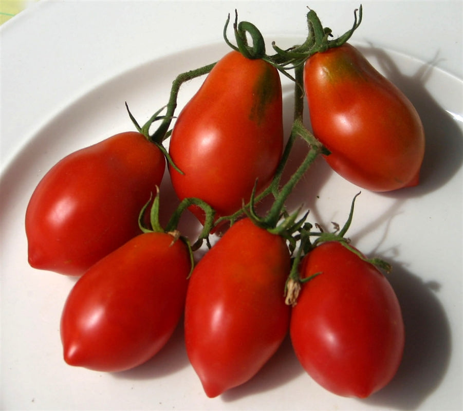 Tomato Britanskiy Zavtrak Solanum lycopersicum vegetable seeds for planting in vertical garden or indoor pots