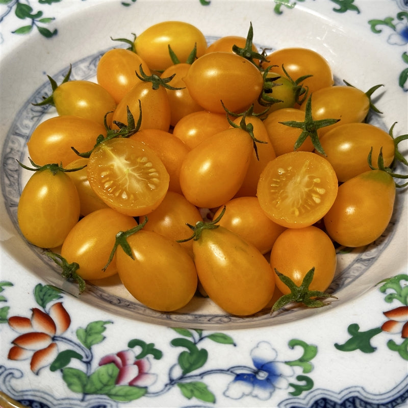 Ildi Tomato Seeds | Yellow Grape-Type Clusters of Sweet Tomatoes – Heirloom, Non-GMO, High Germination Organic Garden Seeds
