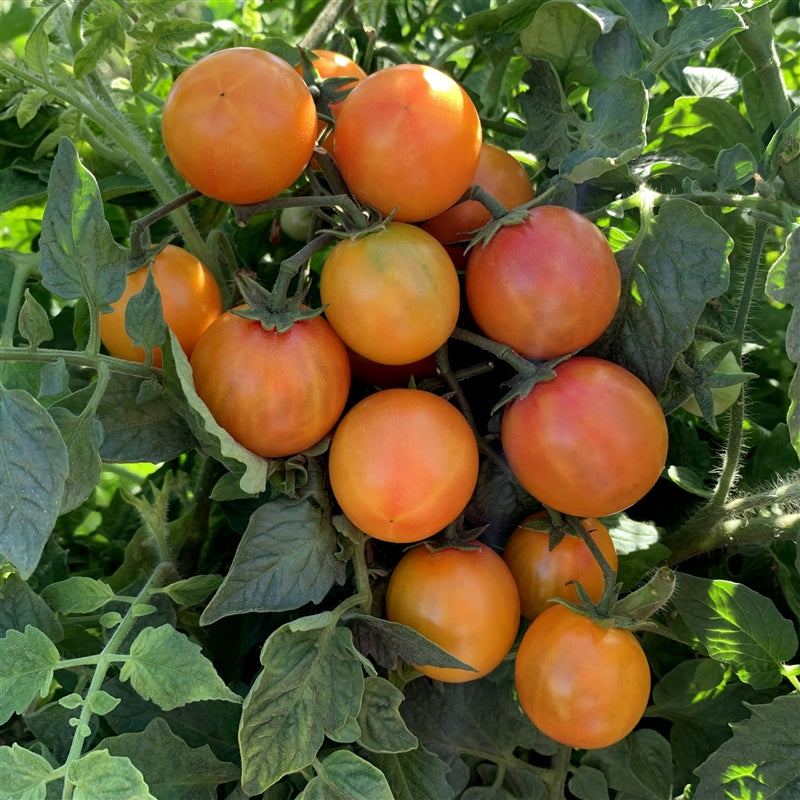 Isis Candy Tomato Seeds – Sweet and Fruity Cherry Tomato for Garden Planting