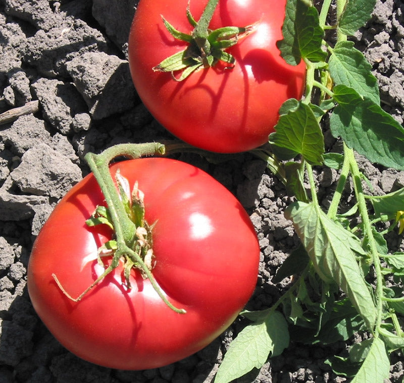 Tomato Solanum Lycopersicum Pink Missouri Mystery Vegetable Seeds for Planting – Heirloom Variety for Garden Beds and Fresh Eating