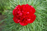 heirloom-non-gmo-fern-leaf-peony-seeds


