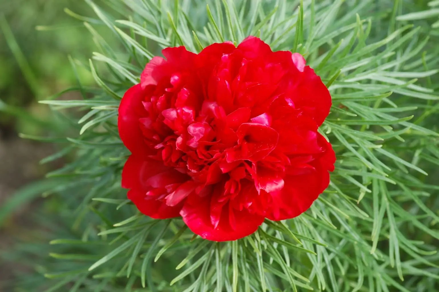 heirloom-non-gmo-fern-leaf-peony-seeds

