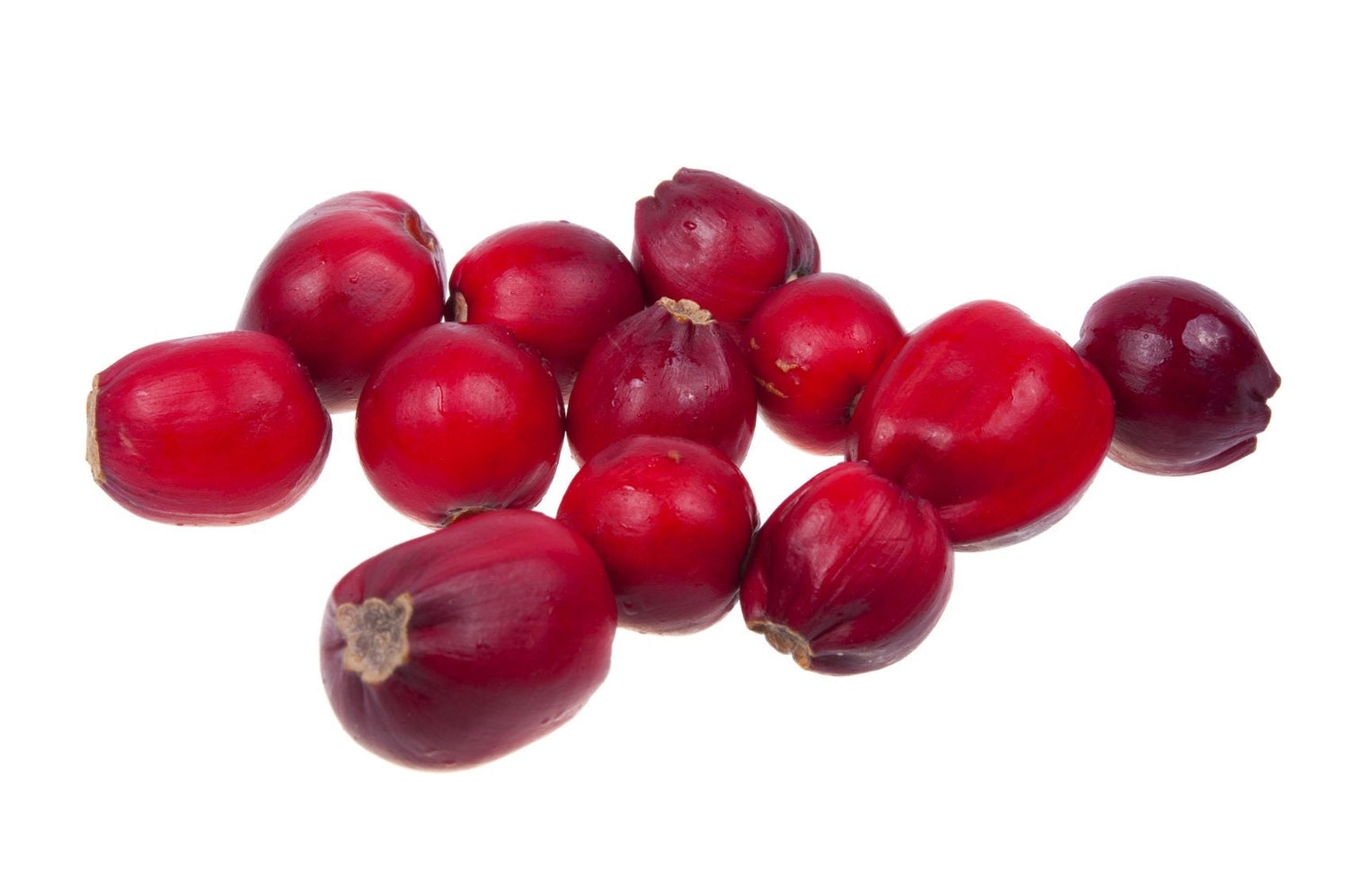 Clivia Clivia miniata flower seeds for planting in indoor pots or shaded garden areas