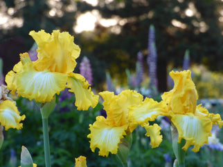 That's All Folks Tall Bearded Iris