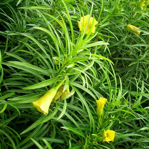 Thevetia Neriifolia Flowering Seeds for Planting