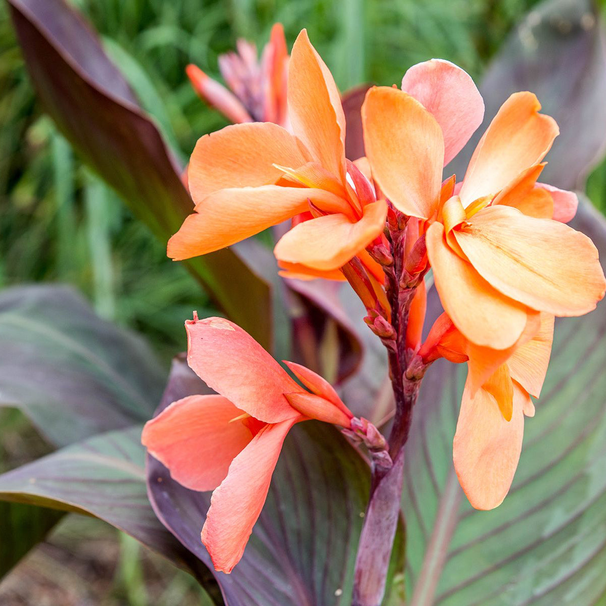 Mixed Tall Canna Lily Value Bag