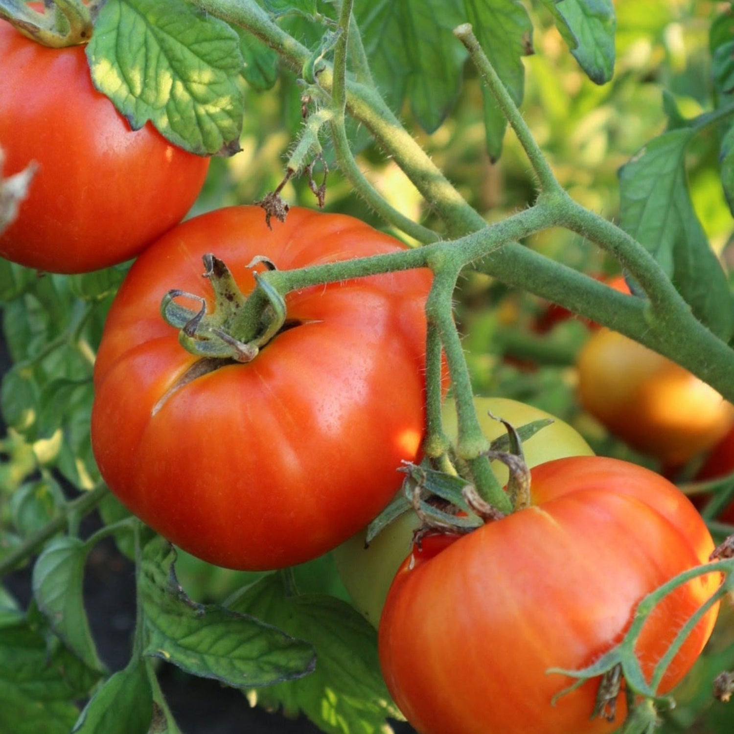 Tomato Berg Princess Solanum lycopersicum vegetable seeds for planting in kitchen garden