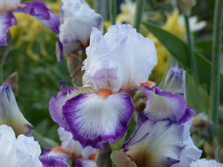 Triple Take Tall Bearded Iris