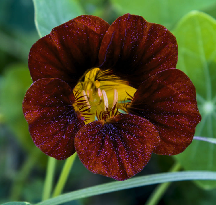 Black Velvet Nasturtium Tropaeolum majus flower seeds for planting in kitchen garden borders
