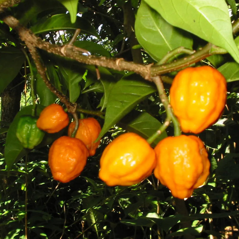 Iboga (Tabernanthe iboga)