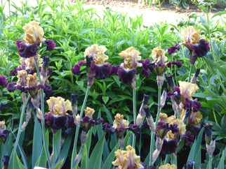 Table for Two Tall Bearded Iris