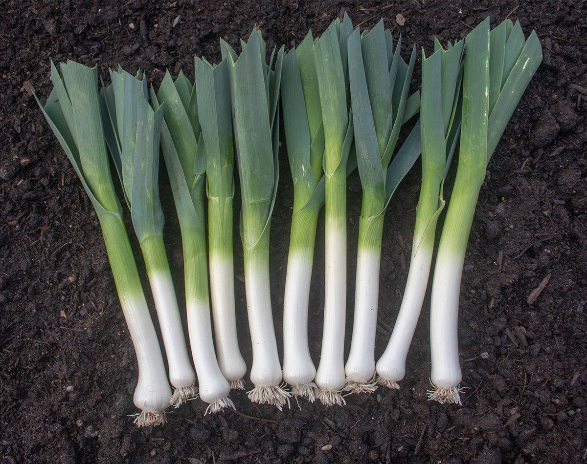 Carantan Leek Seeds