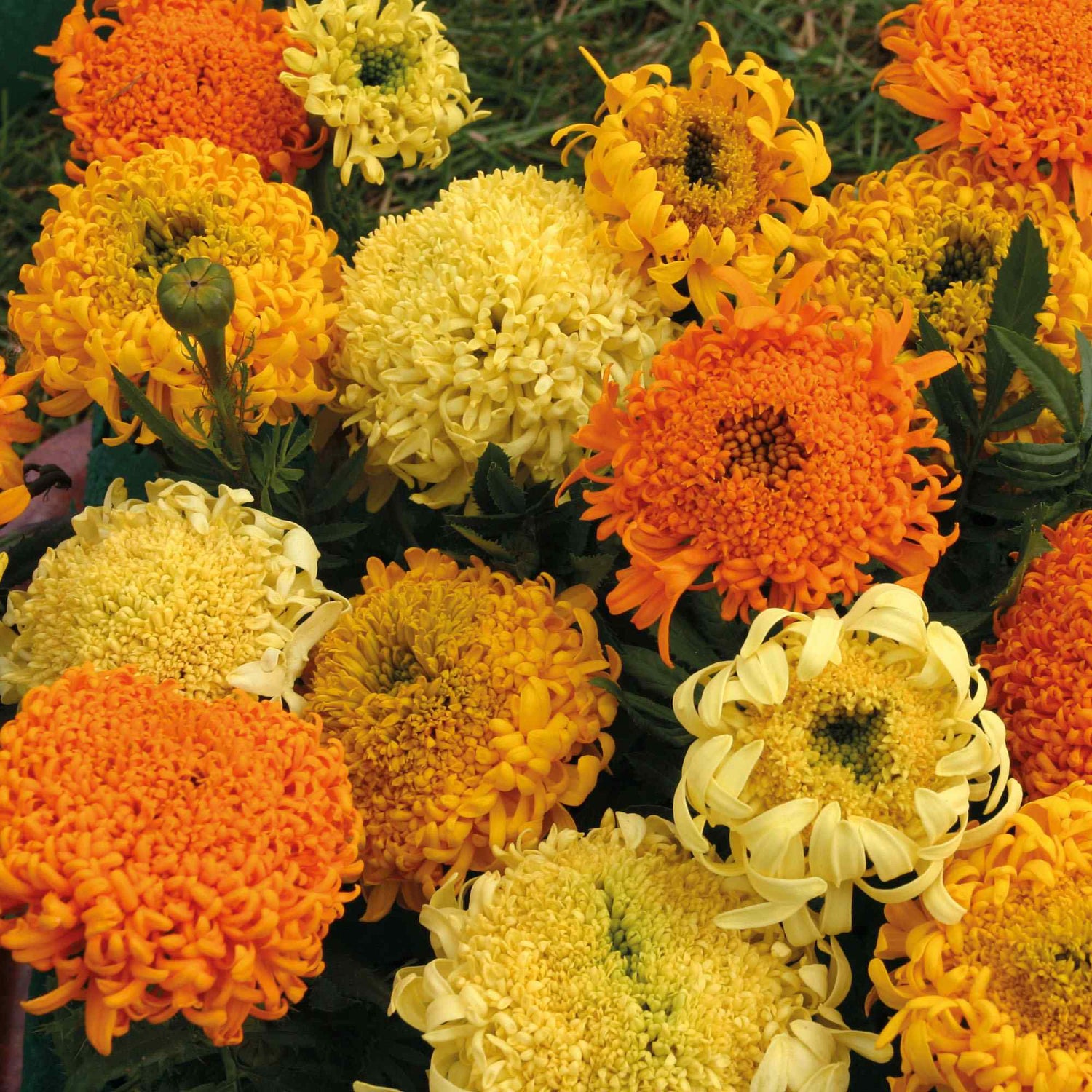 African Marigold Yummy Mummy Exotic Seeds