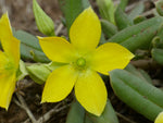 Talinum Caffrum Flower Seeds for Planting - 100 seeds for planting in home garden