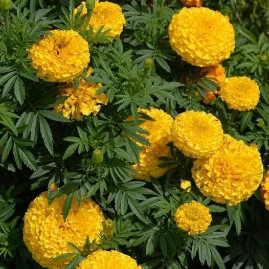 Tall Marigold Best Marigold Yellow Flower Suitable For Planting – Heirloom, Non-GMO, High Germination Organic Garden Seeds