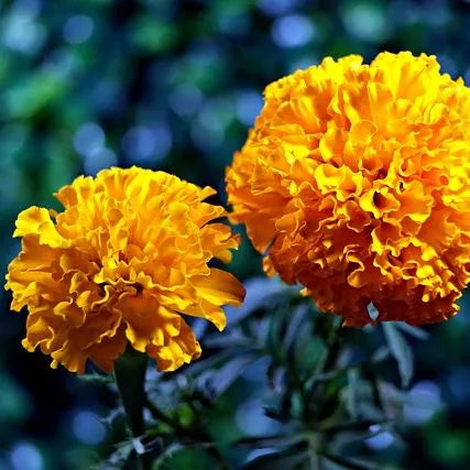 Tall Marigold Fast Growing Marigold Flower For Sowing – Heirloom, Non-GMO, High Germination Organic Garden Seeds