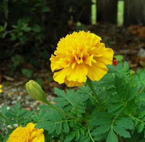 Tall Marigold Flower, Strong Branching , High Quality Variety Marigold Flower – Heirloom, Non-GMO, High Germination Organic Garden Seeds