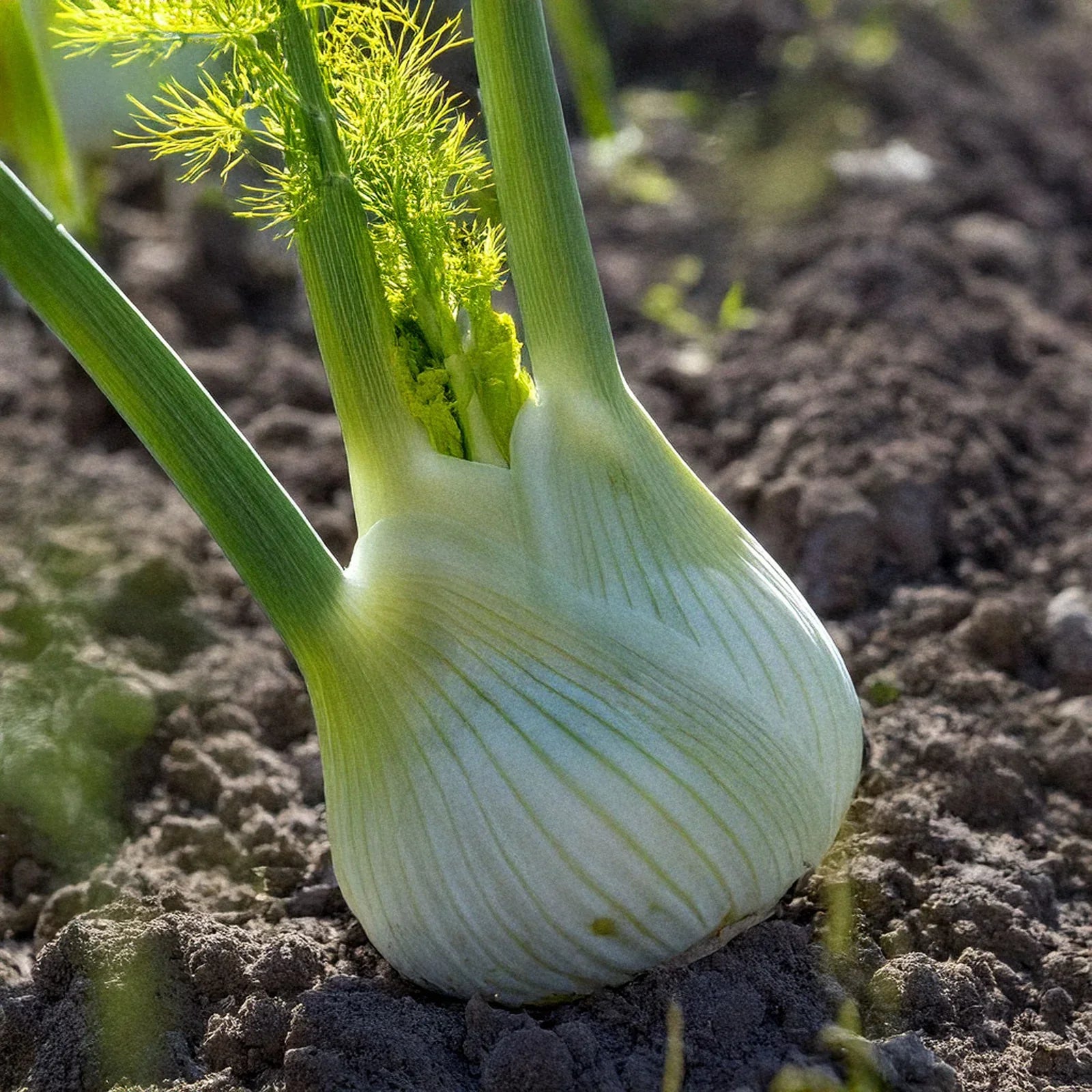 Perennial Fennel_plant_herb seeds_architectural_design