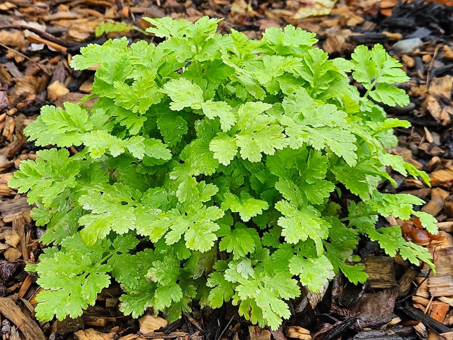 Feverfew Golden Moss Seeds