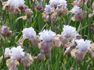 Tango Amigo Tall Bearded Iris