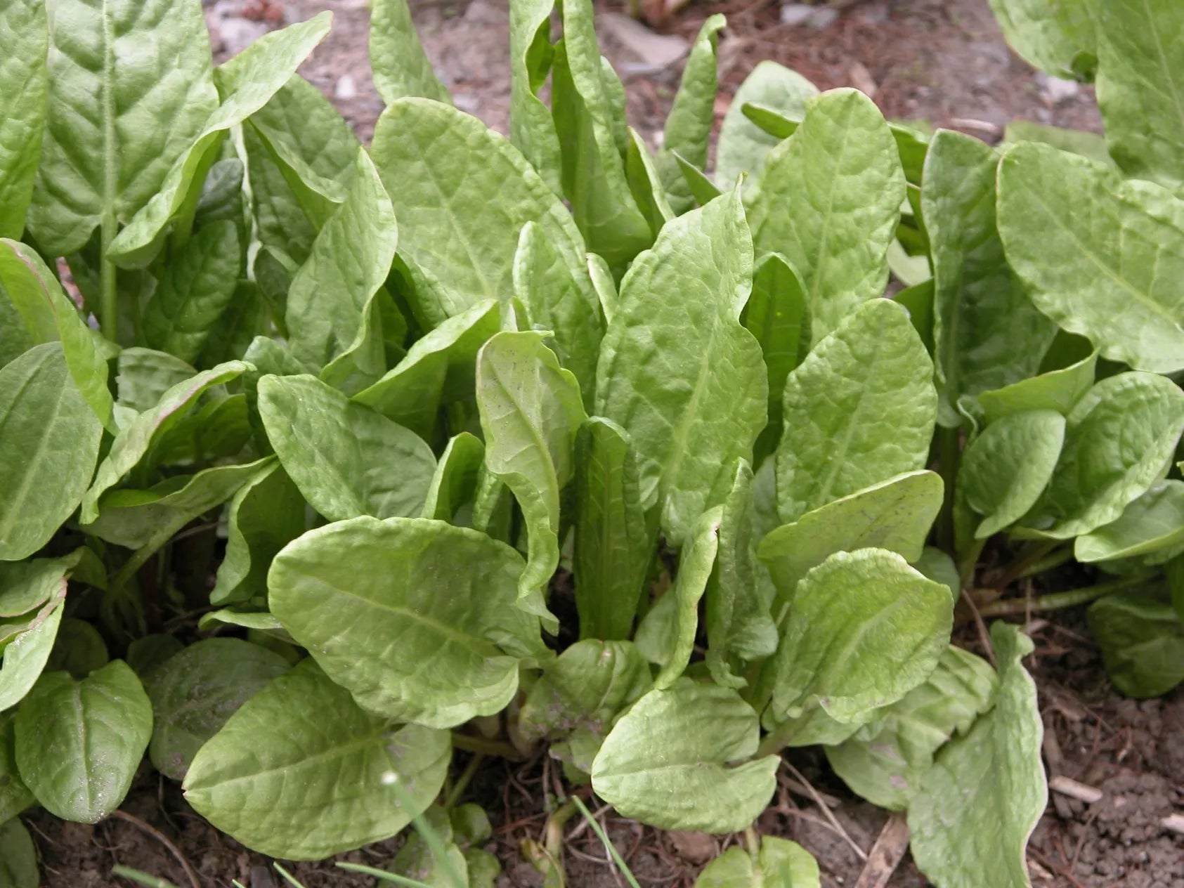 Hand harvesting fresh, tangy Sorrel leaves (leafy greens) for cooking and salads.