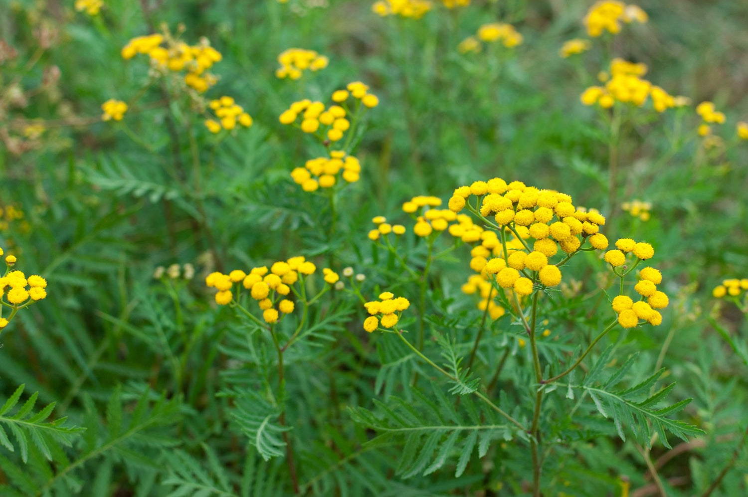 Tansy Solnechnyy Shar Seeds – Golden Button Blooms for flowers Gardens