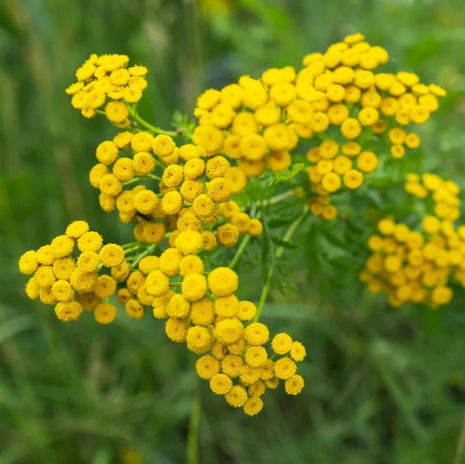 Tansy Solnechnyy Shar Seeds – Golden Button Blooms for flowers Gardens