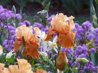 Tapatio Tall Bearded Iris Seeds