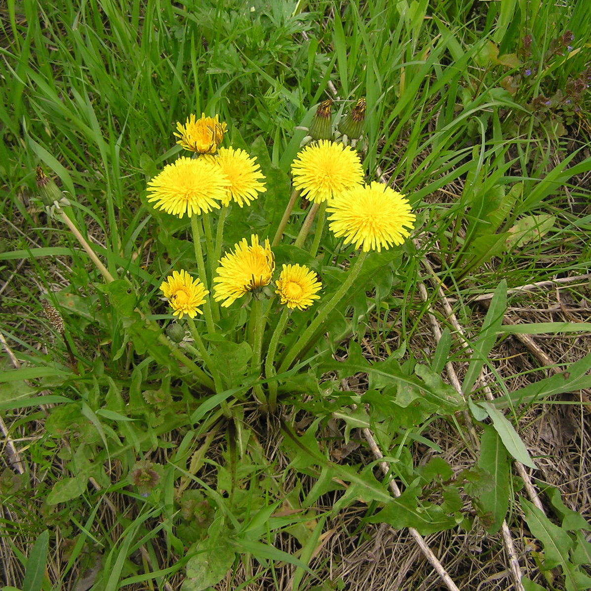 Dandelion seeds packet, Non-GMO for medicinal use