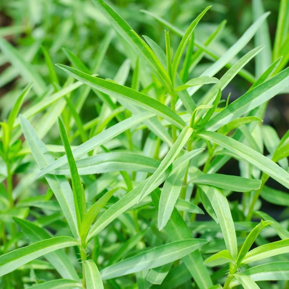 Herb seeds_starting_Tarragon_planting_guide_indoors