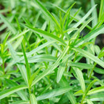 Herb seeds_starting_Tarragon_planting_guide_indoors