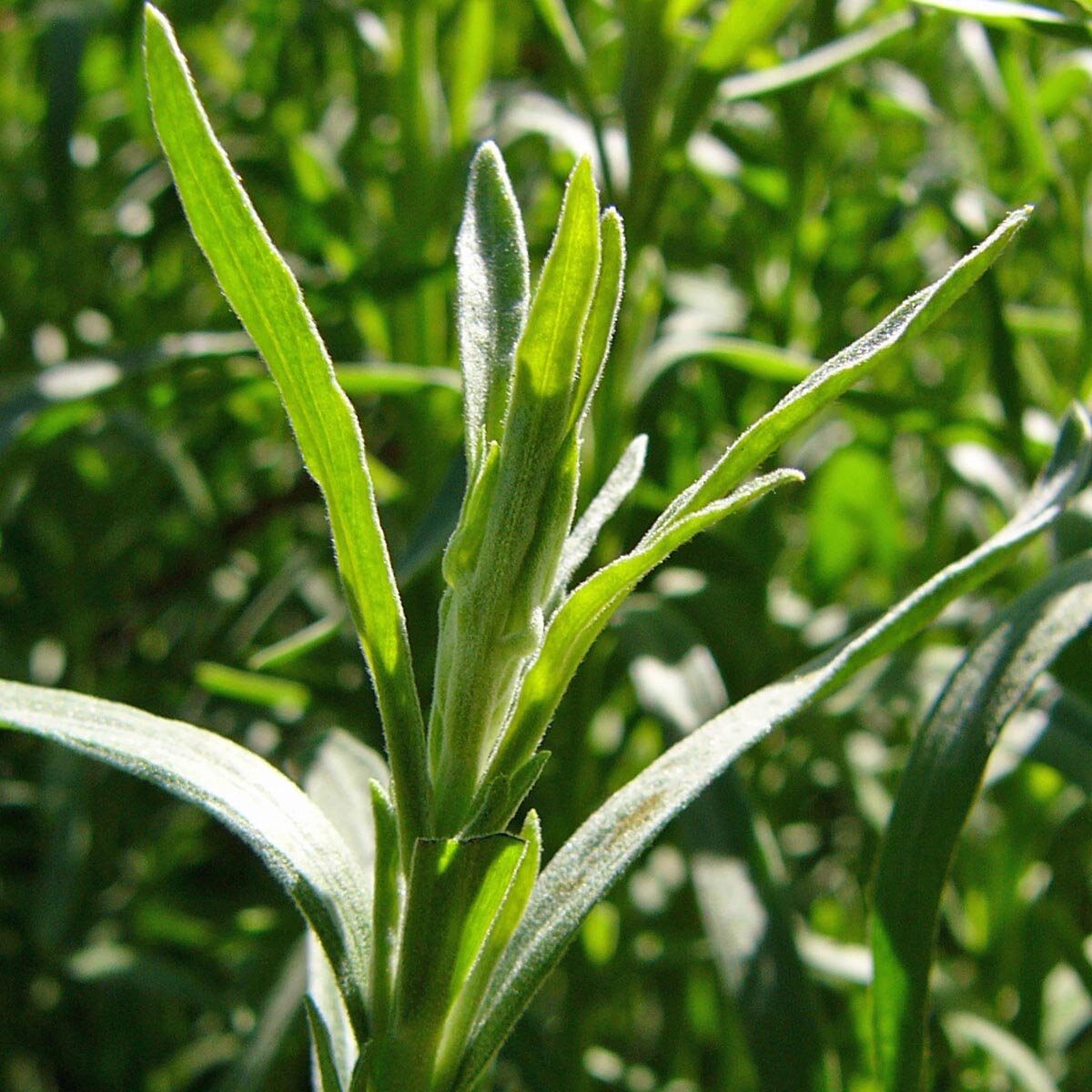 Best seeds_for_Tarragon_sauce_French_cooking_herb