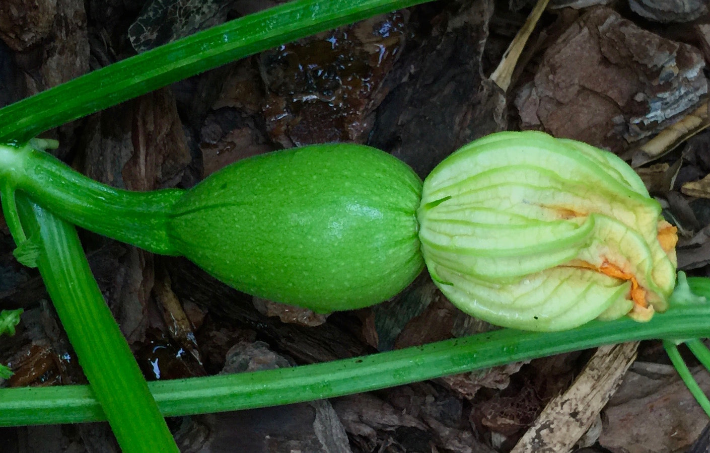 Tatuma Squash Seeds for Planting Cucurbita pepo for Vegetable Patch and Home Garden